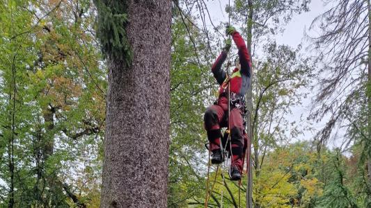 Kácení 40 m smrku v zoo Zlín