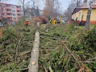 Kácení smrků - Škola Uherský Brod